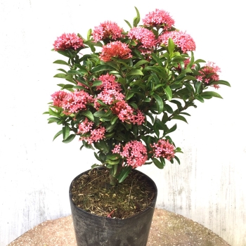 Cây trang Thái bầu đất